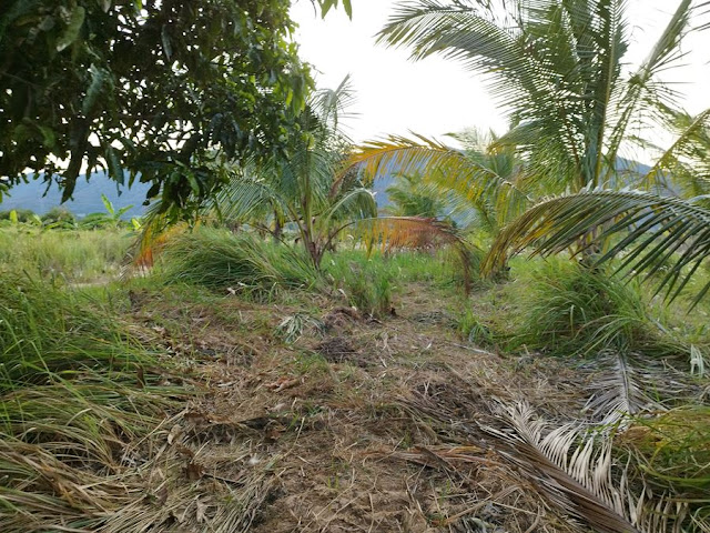 ขายที่ดินพร้อมสวนมะพร้าว 7 ไร่กว่า อำเภอกุยบุรี จังหวัดประจวบคีรีขันธ์ ในตำบลสามกระทาย โทร 081-011-7012